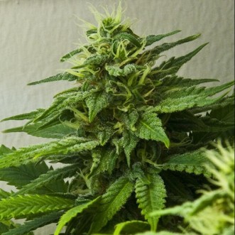 Himalaya Feminised Silver cannabis seeds