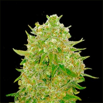 Master Kush Feminised Gold Hemp Seeds