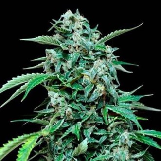 MaxiGom Feminised Gold cannabis seeds