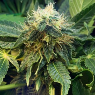 Mazar Feminised Gold cannabis seeds