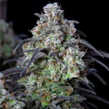 Mimosa Cake Feminised Silver cannabis seeds