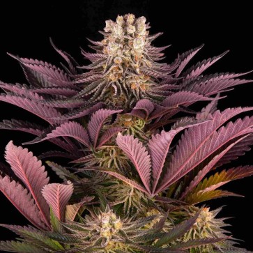 Mimosa x Orange Punch Feminised Silver cannabis seeds