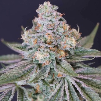 Mr. Melon Feminised Silver cannabis seeds