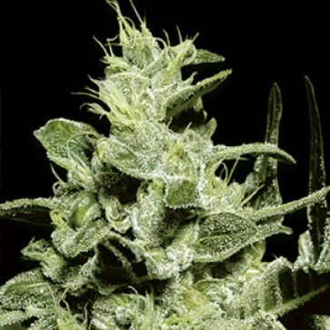 Nebula Feminised Gold Hemp Seeds