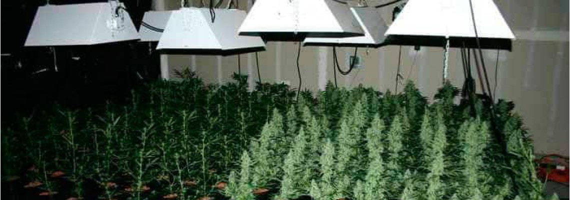 Low growing cannabis varieties - advantages and disadvantages