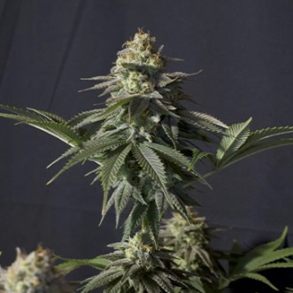 Семена конопли Orange Sherbet Fast Flowering