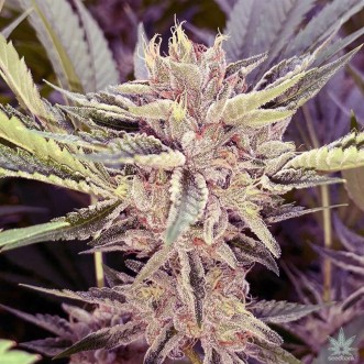 Platinum Scout Feminised Silver cannabis seeds