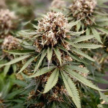 Cannabis seeds Energy Plant Feminised Silver