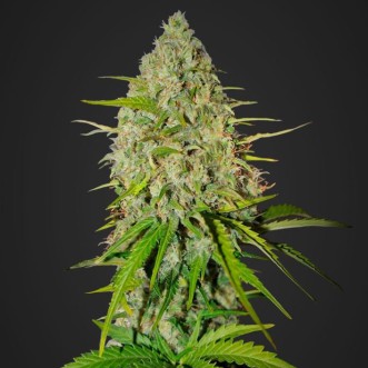 Семена конопли Auto Grapefruit`matik Feminised