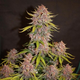 Семена конопли Auto Lemon Cherry Cookies Feminised