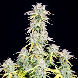 Семена конопли Auto Original Big Bud Feminised