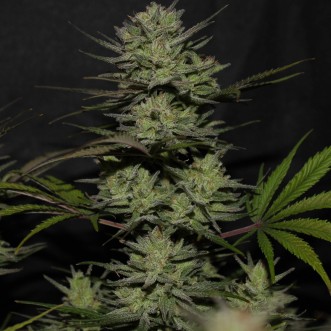 Семена конопли Auto Original Northern Lights Feminised