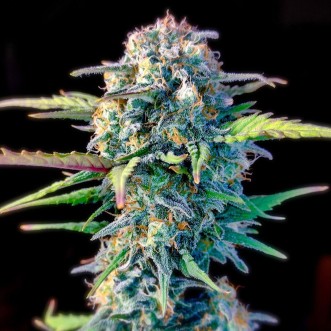 Семена конопли Auto Original White Widow Feminised