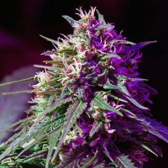 Семена конопли Auto Purple Haze Feminised