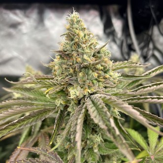 Семена конопли Gorilla Melon Feminised