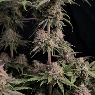 Hemp Seeds Rainbow Melon Feminised