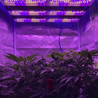 Ультрафиолетовая лампа для марихуаны браузер тор не грузит страницы hyrda вход