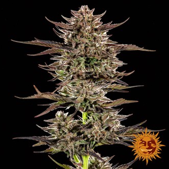 Auto Frosted Zinn x 3 Bears OG Feminized