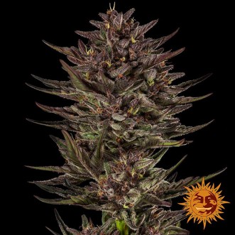 Auto Frosted Zinn x Cookie Dog Feminised