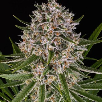 Auto Lemon Haze Feminised seeds
