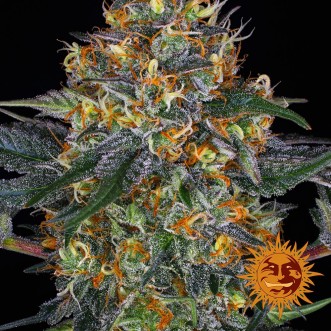 Auto Moby Dick Feminised seeds