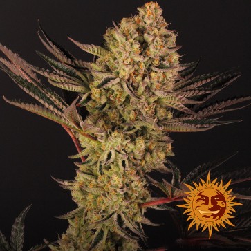 Dos Si Dos #33 Feminised seeds