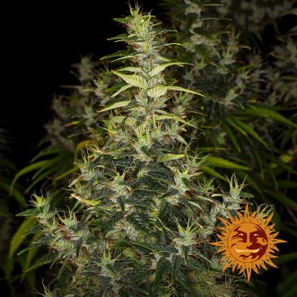 Dr Grinspoon Feminised seeds