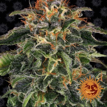 Moby Dick Feminised seeds