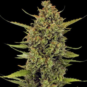 Acapulco Gold Feminised seeds
