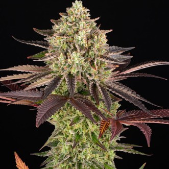 Насіння Apple Fritter Feminised