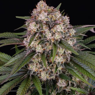 Auto OG Kush Feminised seeds