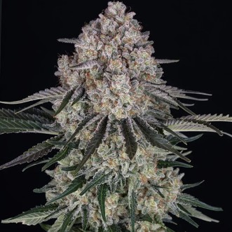 Auto Sour Diesel Feminised seeds