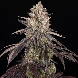 Blue Dream Feminised seeds Barneys Farm