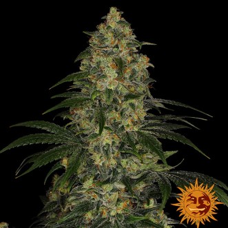 Blue Gelato 41 Feminised seeds Barney Farm