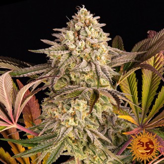 Blue Sunset Sherbert Feminised seeds