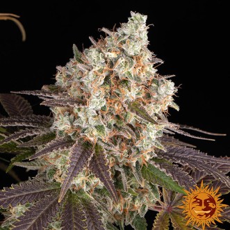 Bruce Banner Feminised seeds