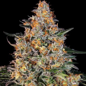 Насіння Bubba Kush Feminised