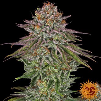 Critical Kush Feminised