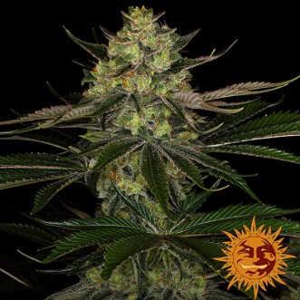 Gorilla Zkittlez Feminised