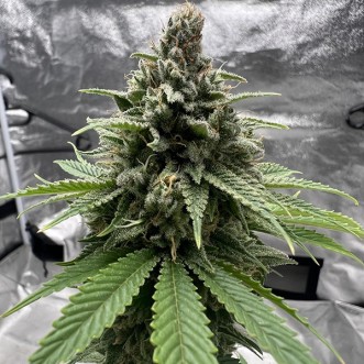 Insane OG Feminised seeds Barneys Farm