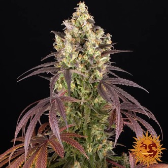 Насіння Lemon Cherry Gelato Feminised