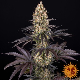 Насіння OG Kush Feminised
