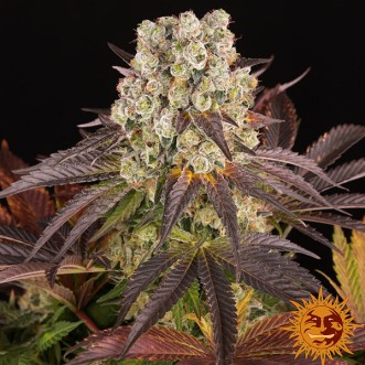 Насіння Purple Punch x Lemon Drizzle Feminised