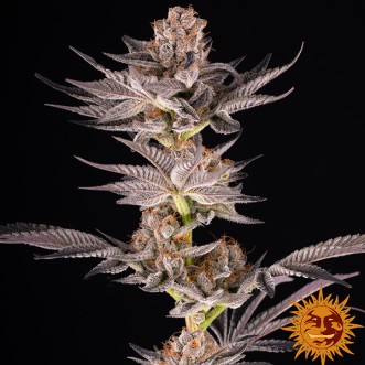 Насіння RS11 x Banana OG Feminised