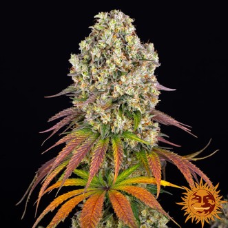Sour Diesel Feminised seeds