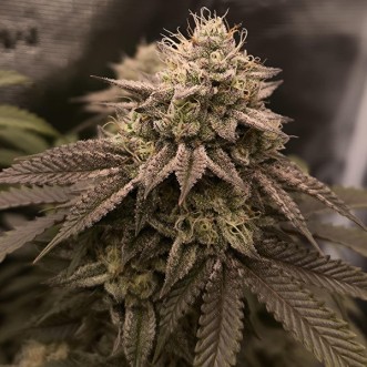 Super Boof Feminised seeds