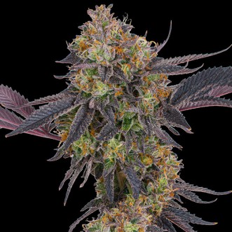 Tropicana Cherry Feminised seeds