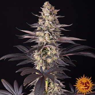 White Runtz Feminised seeds Barneys Farm