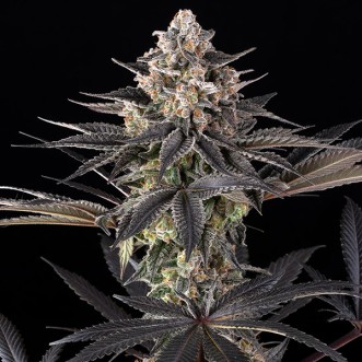 Zoap Feminised seeds Barney Farm
