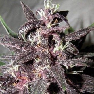 Cannabis seeds Purple Glam Kush Feminised